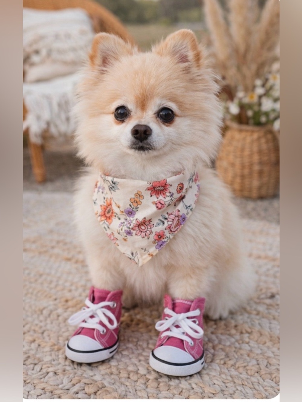 Pink Canvas 🌸 Dog Sneakers 🐾  Small Pet Shoes QY Pet High Top